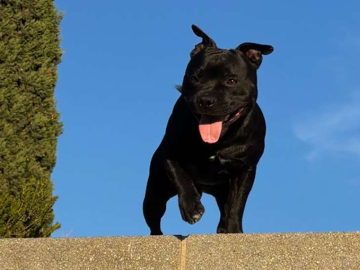 Mâle Staffordshire Bull Terrier disponible pour saillie