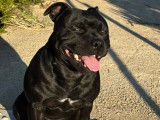 Mâle Staffordshire Bull Terrier disponible pour saillie