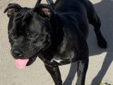 Mâle Staffordshire Bull Terrier disponible pour saillie