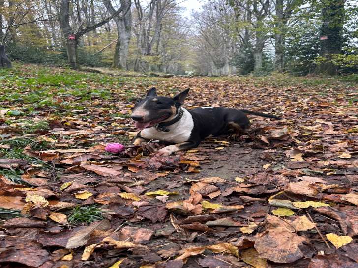 Femelle Bull Terrier à vendre