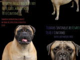 Chiots Bullmastiff à vendre