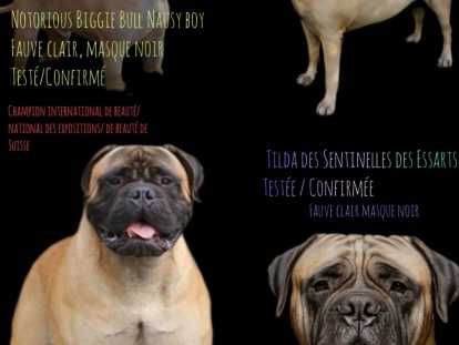 Chiots Bullmastiff à vendre