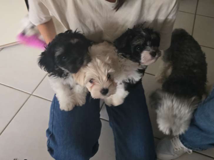 Bichon maltês