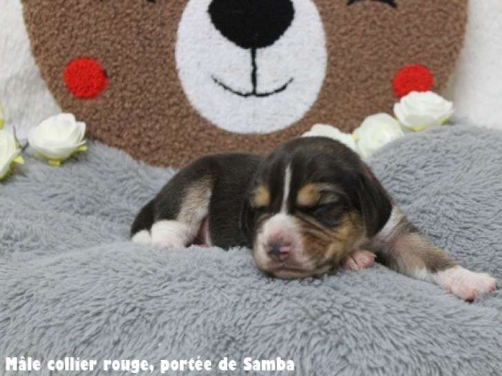 Chiots Beagle LOF à vendre
