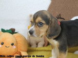 Chiots Beagle LOF à vendre