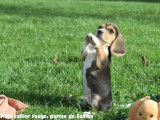 Chiots Beagle LOF à vendre