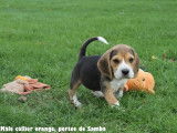 Chiots Beagle LOF à vendre