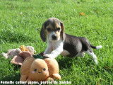 Chiots Beagle LOF à vendre