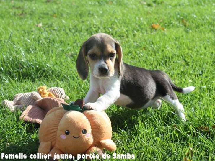 Chiots Beagle LOF à vendre