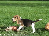 Chiots Beagle LOF à vendre