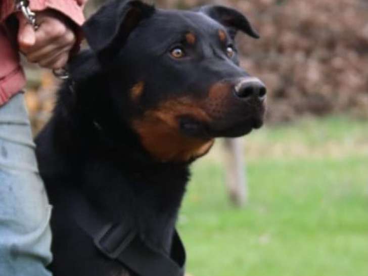 Mâle Beauceron disponible pour saillie