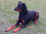 Mâle Beauceron disponible pour saillie