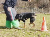 Mâle Beauceron disponible pour saillie