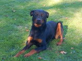 Mâle Beauceron disponible pour saillie