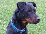 Mâle Beauceron disponible pour saillie