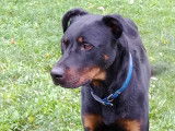 Mâle Beauceron disponible pour saillie
