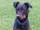Mâle Beauceron disponible pour saillie