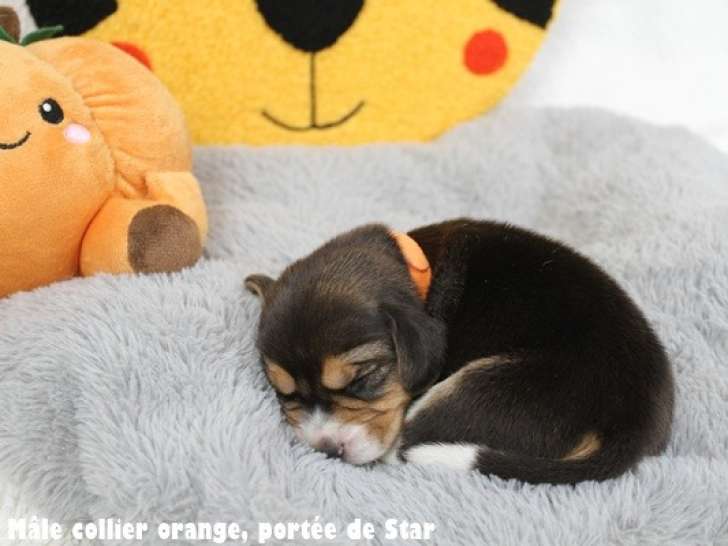 Chiots Beagle LOF à vendre