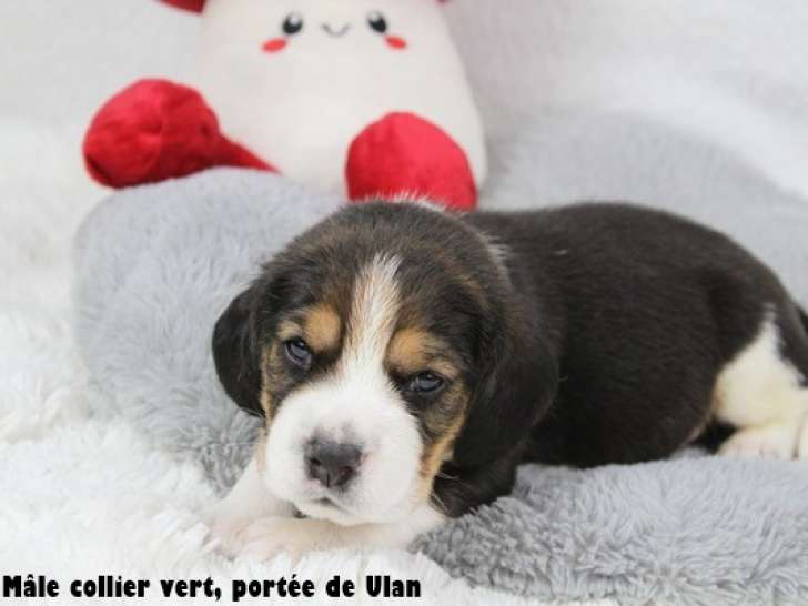 Chiots Beagle LOF à vendre
