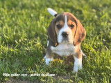 Chiots Beagle LOF à vendre