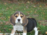 Chiots Beagle LOF à vendre