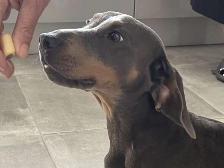 Mâle Teckel bleu disponible pour saillie
