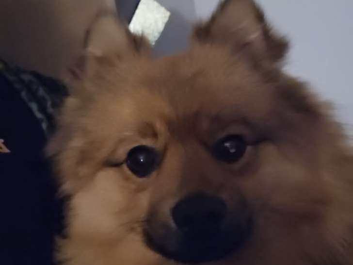 Chiot de race Spitz Allemand mâle à vendre