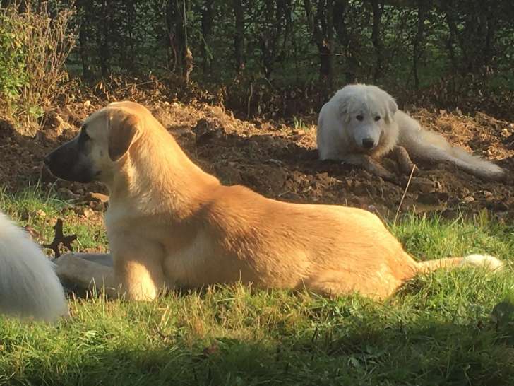 Chienne adulte de type Kangal à vendre