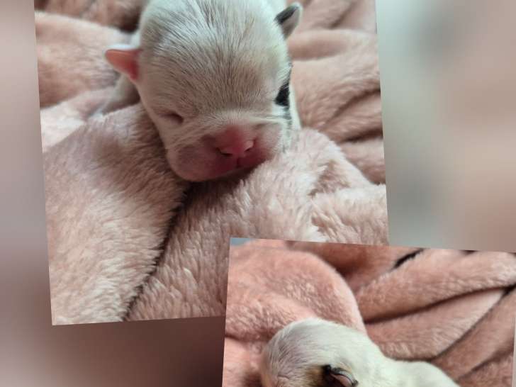 Chiots de race Bouledogue Français à vendre (1 femelle & 1 mâle)