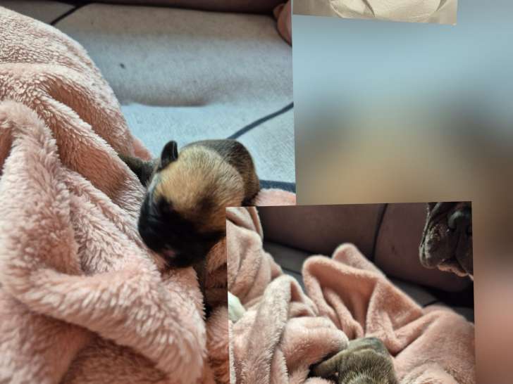 Chiots de race Bouledogue Français à vendre (1 femelle & 1 mâle)