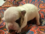 Chiots de race Bouledogue Français à vendre (1 femelle & 1 mâle)