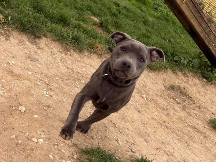 Chiot de race Staffordshire Bull Terrier mâle à vendre