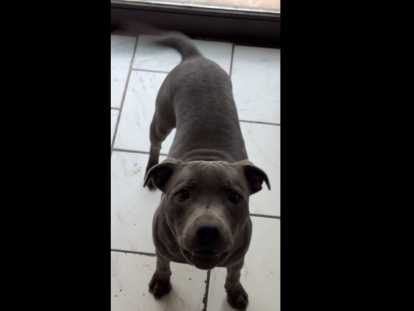 Chiot de race Staffordshire Bull Terrier mâle à vendre