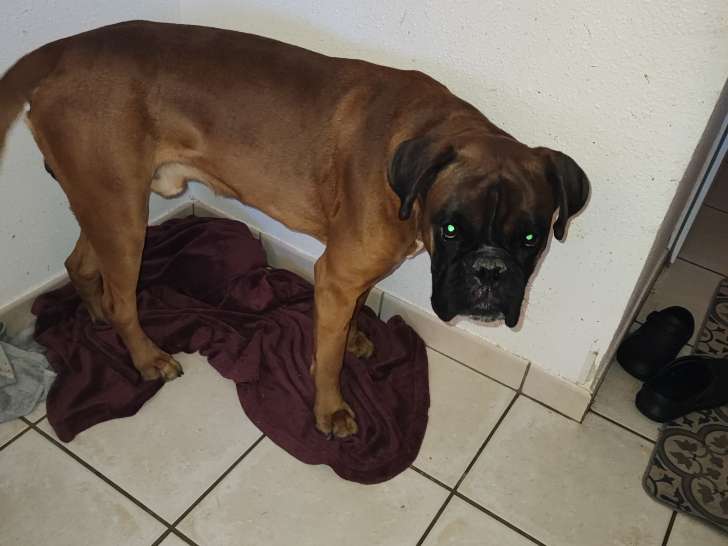 Boxer à vendre
