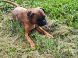 Boxer à vendre