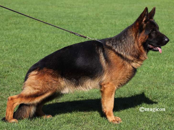 Chiots Berger Allemand à vendre