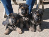 Chiots Berger Allemand à vendre