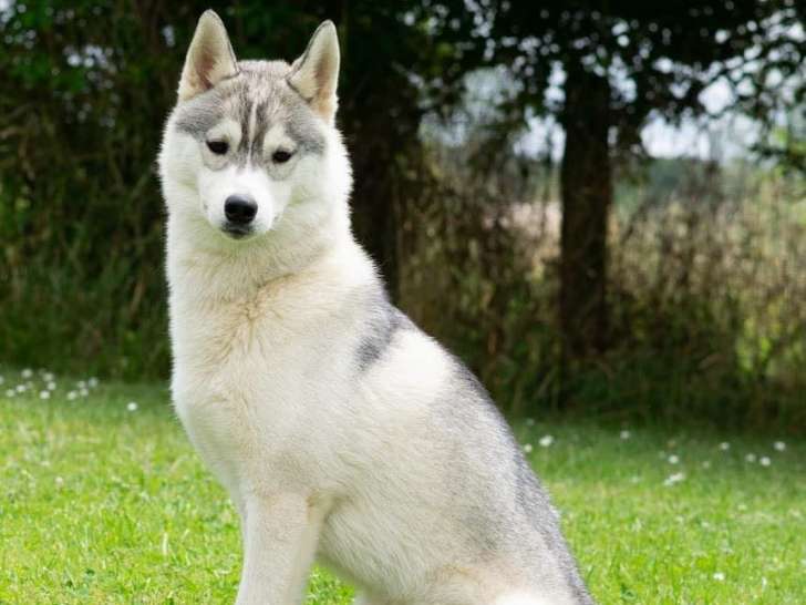 Mâle Husky Sibérien LOF disponible pour saillie