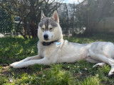 Mâle Husky Sibérien LOF disponible pour saillie