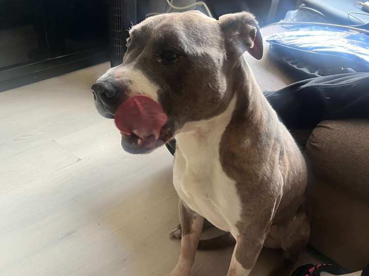 Chien adulte de type American Staffordshire Terrier Mâle à donner