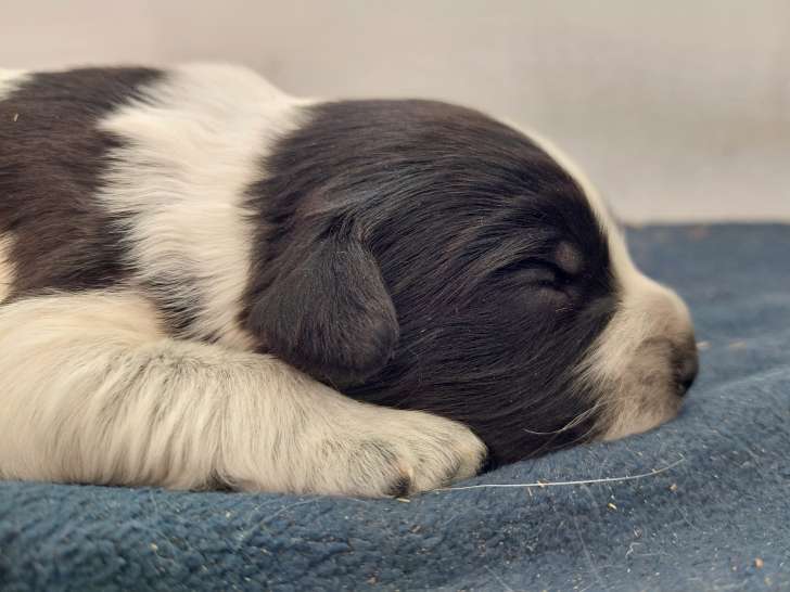 Chiots Schapendoes LOF à réserver