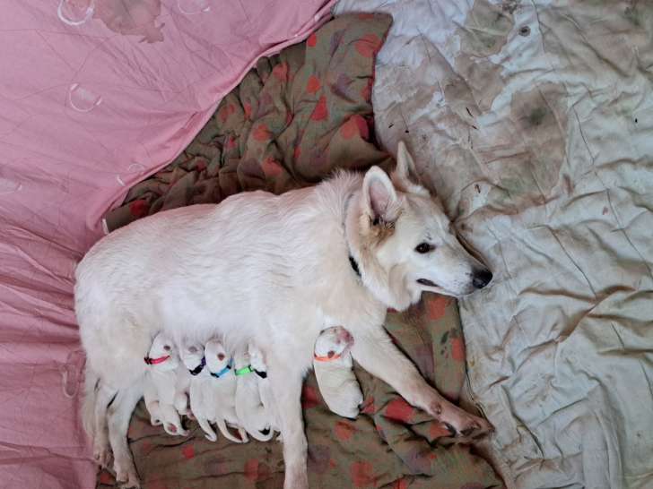 🌟🐾 Grande Nouvelle ! 🐾🌟