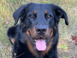 Mâle Beauceron LOF pour saillie
