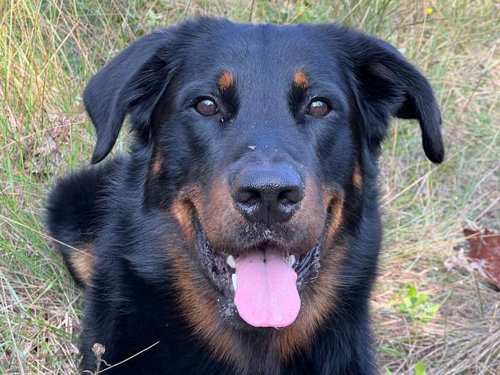 Mâle Beauceron LOF pour saillie