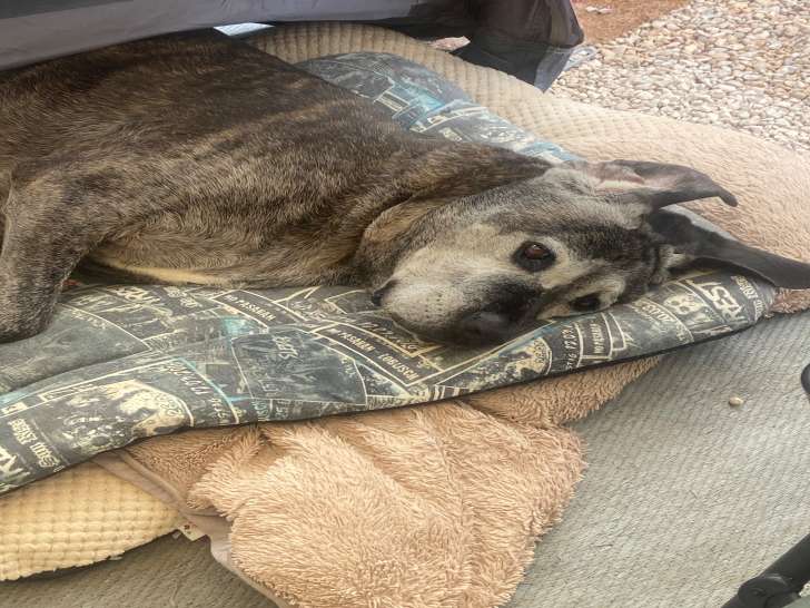 Chien adulte de type Cane Corso Mâle à donner