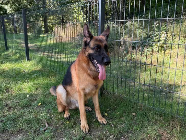 Chien Berger Allemand LOF à vendre