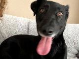 À adopter : chien Teckel poil court de 3 ans