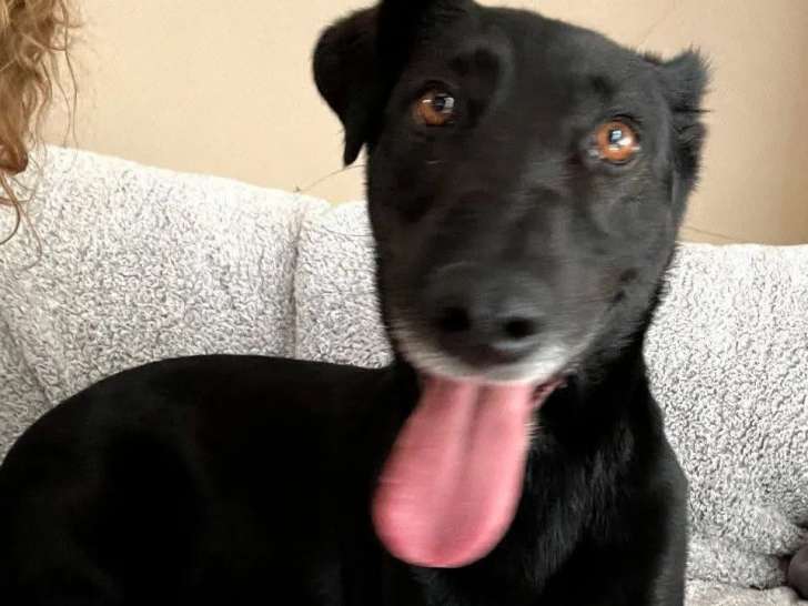 À adopter : chien Teckel poil court de 3 ans