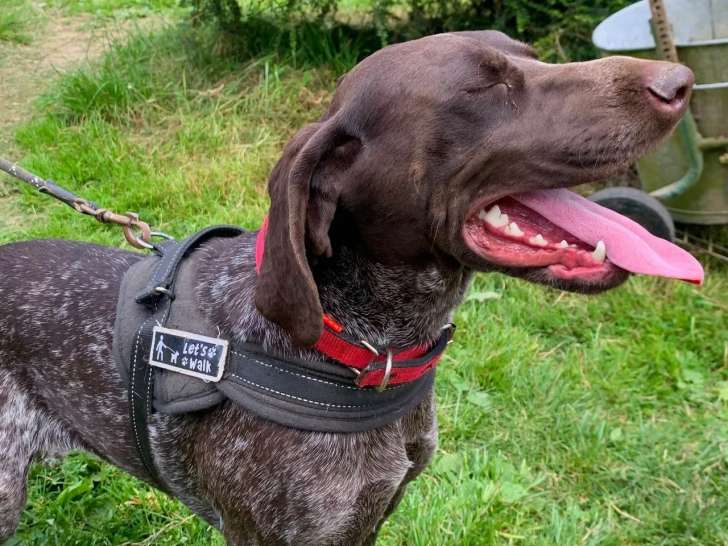 Disponible à l'adoption : chienne Braque Allemand de 2 ans