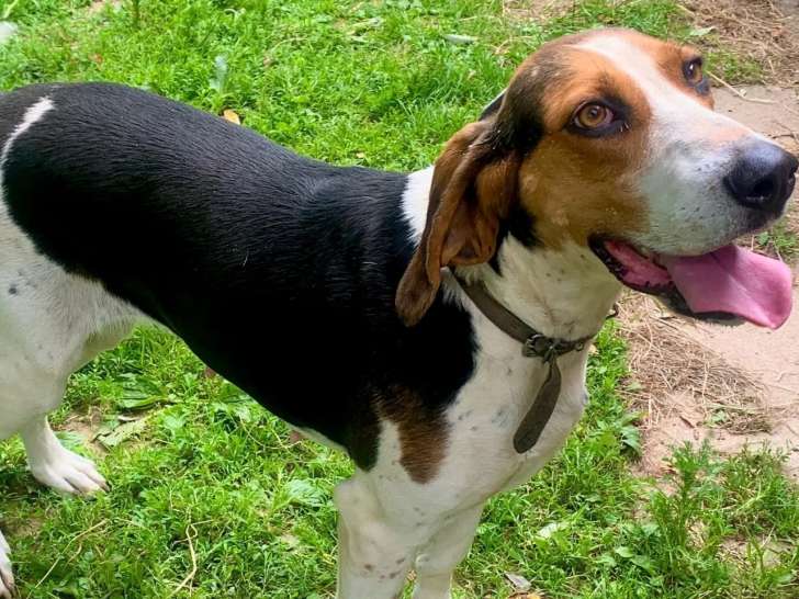 En attente d'adoption : chienne Anglo-Français de Petite Vénerie tricolore